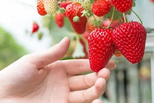 Best Strawberry Picking Spots Across Japan