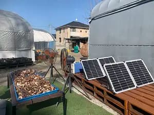 Because we are farmers! Shiitake mushroom harvesting experience and excellent shiitake mushroom dishes BBQ style!