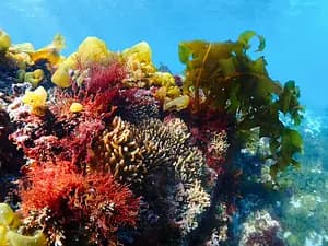 Tokyo Area NAUI Beginner Passport Diver Tour
