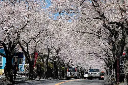 Izu Kogen Highland Cherry Blossom Trees