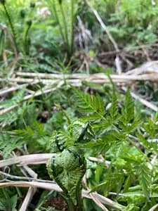 【Spring-only event】　Discover & Taste the Wild! Mountain Vegetable Tempura Party