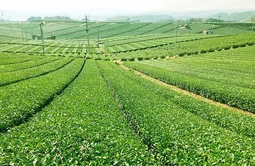 Yame Tea & Craft Tourism　【Fukuoka】