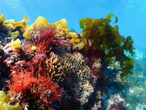 Scuba Diving Near Tokyo for International Travelers