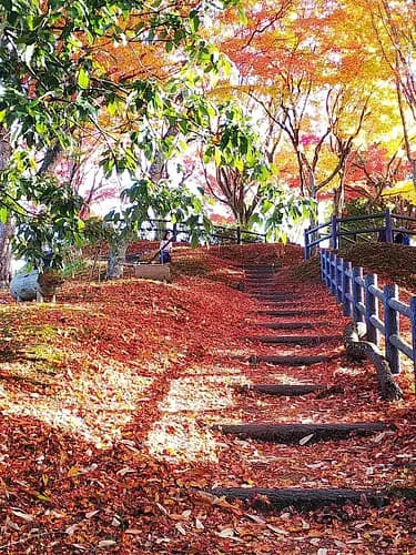 【Registration is currently closed】　“Tamba-Sasayama Experience: History, Nature, and Authentic Tea Ceremony”