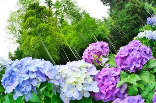 Rainy Season Flowers: The Best Places to See Hydrangeas in Japan