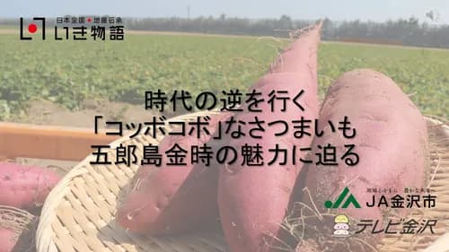 時代の逆を行く「コッボコボ」なさつまいも、五郎島金時の魅力に迫る