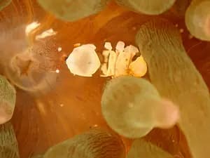 Scuba Diving Near Tokyo for International Travelers