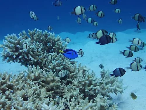 Okinawa Blue Paradise Snorkeling Adventure