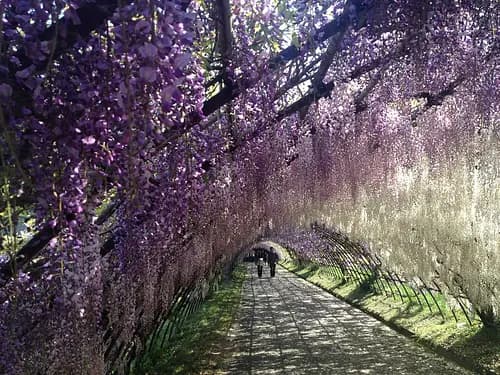 Kawachi Wisteria Garden