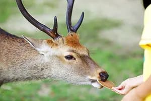 Half-day highlights tour of Nara 