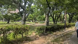 Hidden Gem: Wakayama Castle Tour 