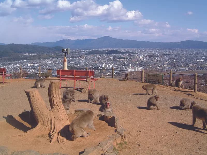 Arashiyama Monkey Park Iwatayama