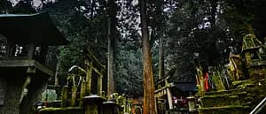 From the Kyoto's most mystic Shrine, Oiwa Jinjya to Fushimi Inari Taisya