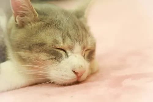 A Beginner’s Guide To Cat Cafés In Tokyo