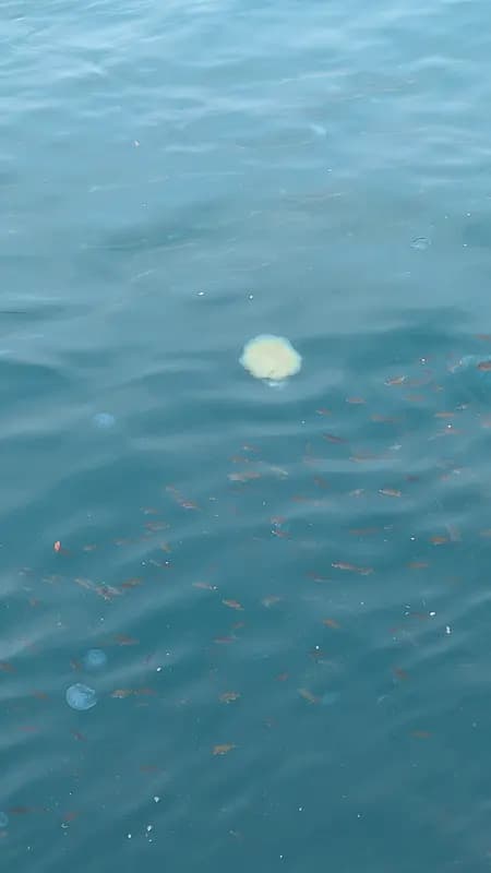 Kada Wakayama Fishing Experience