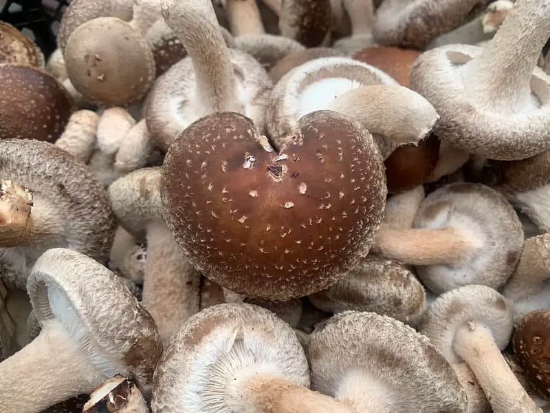 Because we are farmers! Shiitake mushroom harvesting experience and excellent shiitake mushroom dishes BBQ style!