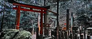 From the Kyoto's most mystic Shrine, Oiwa Jinjya to Fushimi Inari Taisya