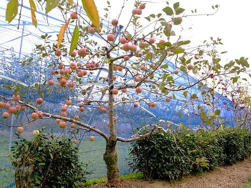 Tokokusan Fruit Park