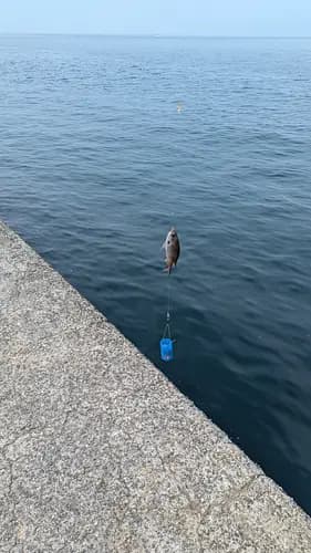 Kada Wakayama Fishing Experience
