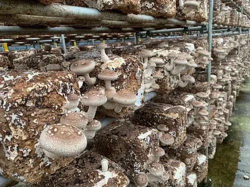 Because we are farmers! Shiitake mushroom harvesting experience and excellent shiitake mushroom dishes BBQ style!