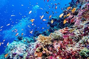 Tokyo Area NAUI Beginner Passport Diver Tour