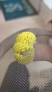 Wagashi Sweet Making Workshop