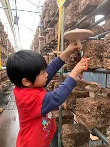 Because we are farmers! Shiitake mushroom harvesting experience and excellent shiitake mushroom dishes BBQ style!