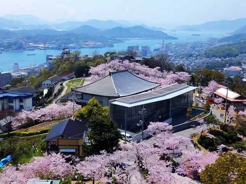 Senkoji Temple selected as the great spot for cherry blossoms and great view
