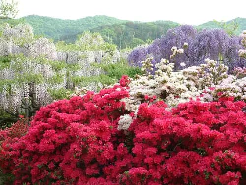 Ashikaga Flower Park