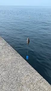 Kada Wakayama Fishing Experience