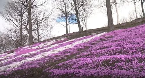 Higashimotoko Shibazakura Koen Park