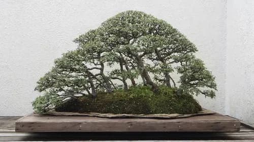 Bonsai, The beauty of miniaturized nature, in Kagawa