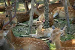 Half-day highlights tour of Nara 