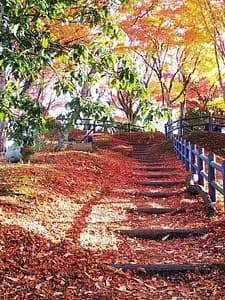 【Registration is currently closed】　“Tamba-Sasayama Experience: History, Nature, and Authentic Tea Ceremony”