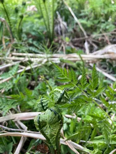 【Spring-only event】　Discover & Taste the Wild! Mountain Vegetable Tempura Party