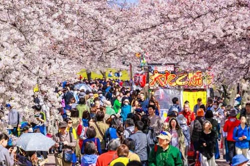 The Secret to Seeing the Cherry Blossoms in Japan