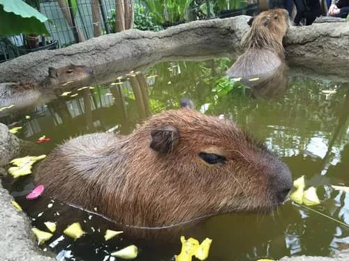 Heart-Melting Sights Of Capybaras Taking Japanese Baths At A Zoo In Nagasaki