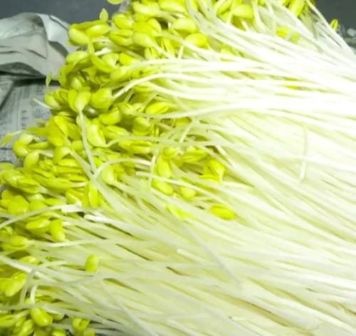 All About Bean Sprouts in Japan