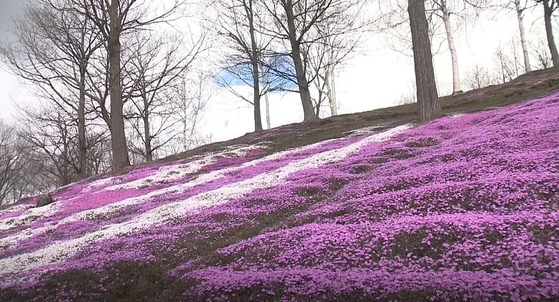 Higashimotoko Shibazakura Koen Park