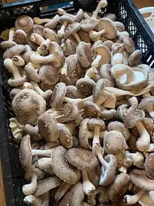 Because we are farmers! Shiitake mushroom harvesting experience and excellent shiitake mushroom dishes BBQ style!