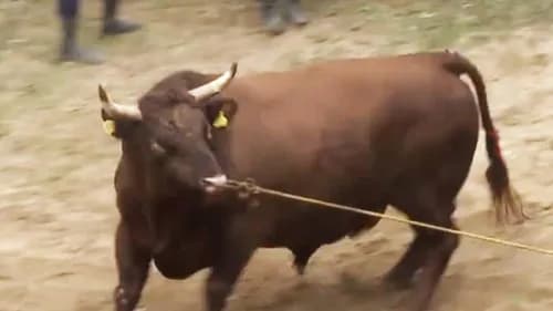 Japan's bullfight with 1000 years history