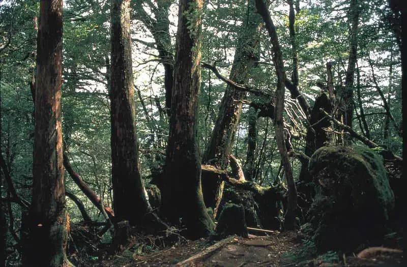 Yakusugi Land