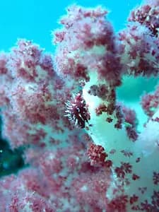 Scuba Diving Near Tokyo for International Travelers