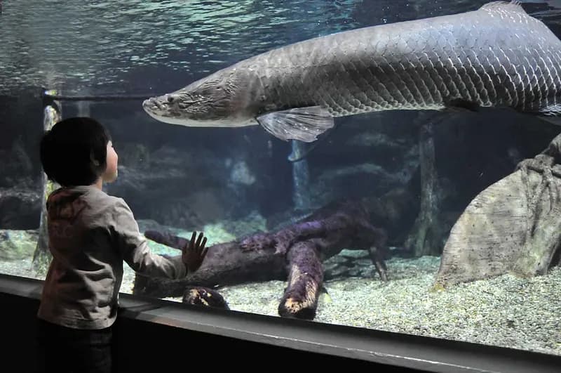 World Freshwater Aquarium Aqua Totto Gifu