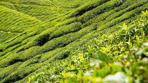 Experience Japanese tea culture in Murakami, Niigata