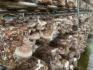 Because we are farmers! Shiitake mushroom harvesting experience and excellent shiitake mushroom dishes BBQ style!