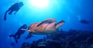  Scuba Dive Through Okinawa’s Coral Reef Paradise