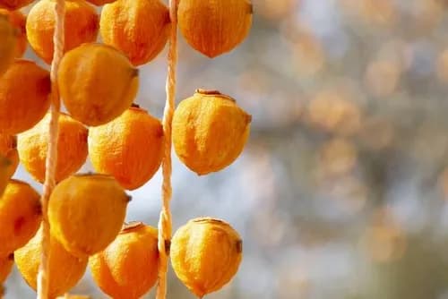 Dried Persimmons in Minami Echizen, Fukui: A Tradition Dating Back 400 Years