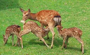 Half-day highlights tour of Nara 