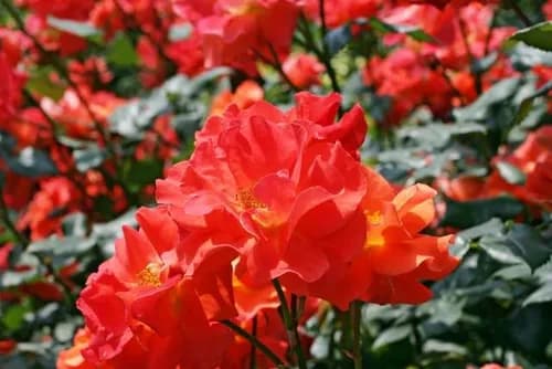 A Flower For Any Season, Best Flower Viewing Spots In Fukuoka